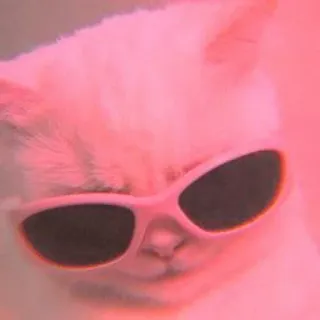 🐾 Katze, Tier, Sonnenbrille, Pink, Süß, Haustier, Cool whatsapp sticker