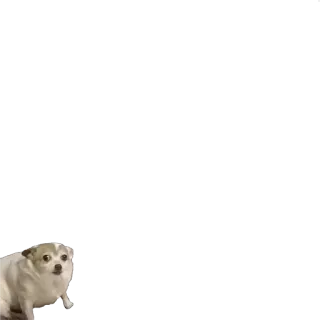 😶 anjing, meme, lucu, hewan peliharaan, chihuahua telegram sticker