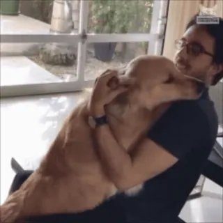 🤗 dog, man, golden retriever, hug, pet, friendship, indoor telegram sticker