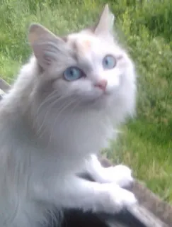 🥴 cat, animal, pet, blue eyes, white cat, cute, domestic animal, feline telegram sticker