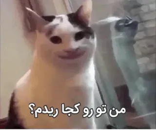 😐 من تو رو کجا ریدم؟ cat, meme, animal, funny, persian telegram sticker
