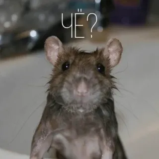 🧐 ЧЁ? rat, animal, question, mignon, rongeur telegram sticker