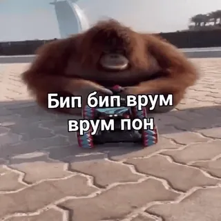 👍 Бип бип врум врум пон scimmia, animale, macchinina, bip bip, vroom telegram sticker