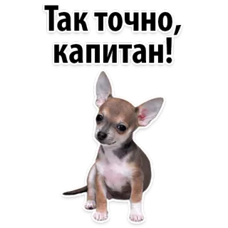 🤩 Так точно, капитан! dog, chihuahua, captain, animal, cute, pet telegram sticker