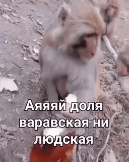 🌟 Аяяй доля варавская ни людская monkey, text, russian, animal whatsapp sticker