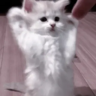 🐈‍⬛ Katze, Kätzchen, süß, Tier, Haustier, weiß, flauschig telegram sticker