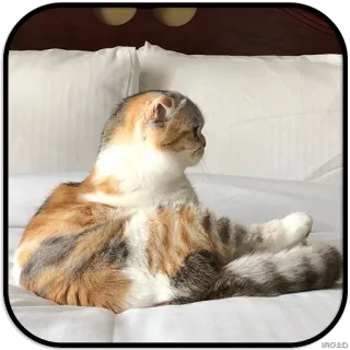 👀 chat, chat écaille de tortue, animal domestique, mammifère, animal de compagnie, animal, félin whatsapp sticker