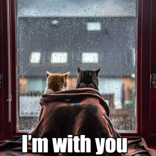 👫 I'm with you gatos, amistad, consuelo, unión, apoyo, día lluvioso, animales telegram sticker
