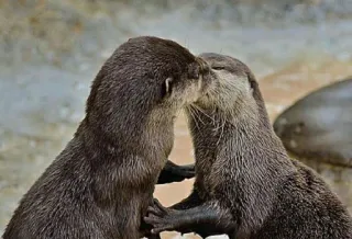😘 lontras, beijando, animais, carinhoso, fofo, vida selvagem telegram sticker