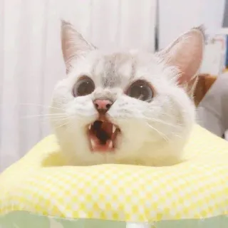 😵 chat, chaton, mignon, animal, domestique, félin whatsapp sticker