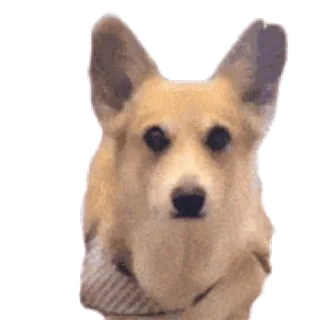 😏 corgi, perro, animal, mascota telegram sticker