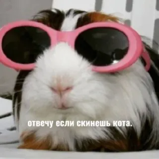 🐈 отвечу если скинешь кота. cochon d'inde, lunettes de soleil, animal, animal de compagnie, mignon telegram sticker