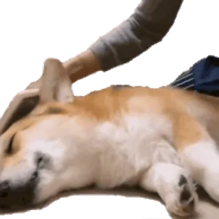 💤 perro, corgi, mascota, animal, lindo, acostado, animal doméstico telegram sticker