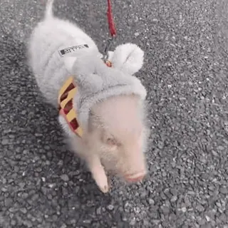 🐽 whatsapp sticker