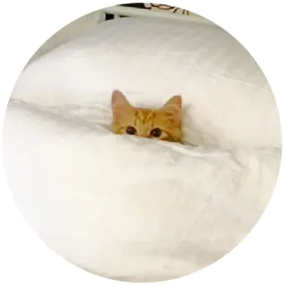 😶 gato, gatito, gato naranja, cama, animal, mascota telegram sticker