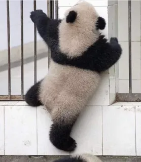 😖 panda, animal, baby, cute, zoo, climbing, bear telegram sticker