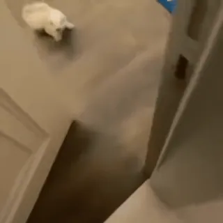 😳 gato, animal de estimação, animal whatsapp sticker