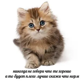 🌟 никогда не говори что те хорошо а то будет плохо лучше скажи что норм แมว, ลูกแมว, น่ารัก, สัตว์ whatsapp sticker