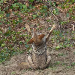 🙏 coyote, animale, natura, fauna selvatica, foresta, outdoor telegram sticker