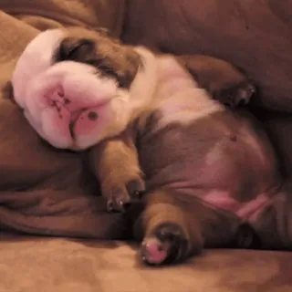 😴 chiot, chien, bouledogue, dormir, mignon, animal, animal de compagnie whatsapp sticker