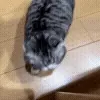 😺