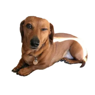 😉 dog, dachshund, animal, cute, pet, wink whatsapp sticker