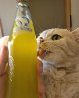 😻 gato, animal de estimação, lambendo, garrafa, bebida, refrigerante telegram sticker