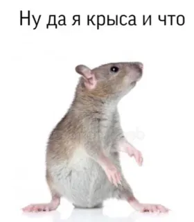 🐀 Ну да я крыса и что rat, rodent, meme, sarcasm, funny animal telegram sticker