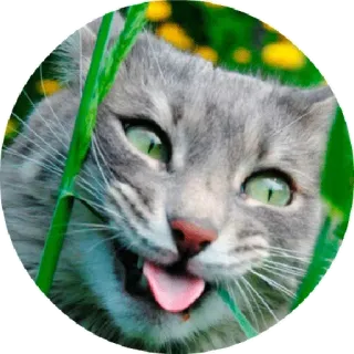 😛 chat, animal, langue, mignon, gris, chaton telegram sticker