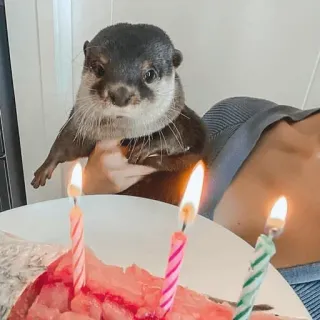 🎂 loutre, anniversaire, gâteau, bougies, animal, mignon telegram sticker