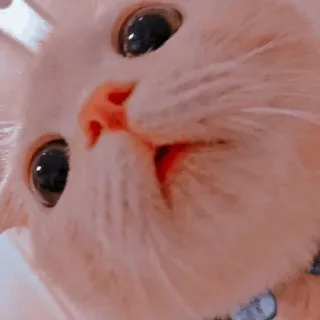 🐾 แมว, สัตว์, สัตว์เลี้ยง, น่ารัก, สัตว์เลี้ยง whatsapp sticker
