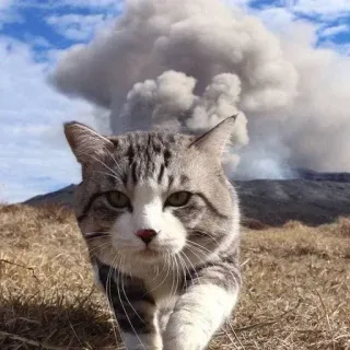 🤯 猫, 火山, 烟, 云, 风景, 动物, 哺乳动物 telegram sticker