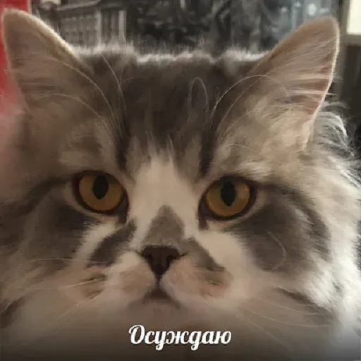 KUZMA