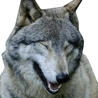 😁 zwierzę, wilk, uśmiechnięty, szczęśliwy telegram sticker