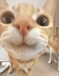 🙂 chat, animal de compagnie, animal, gros plan, chat domestique, chat roux, drôle, mème whatsapp sticker