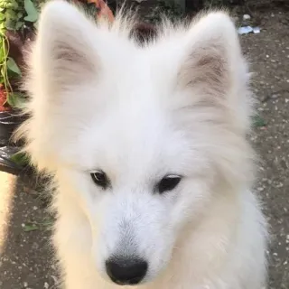 ❤️ Hund, Samojede, weiß, Haustier, flauschig, Tier, süß telegram sticker