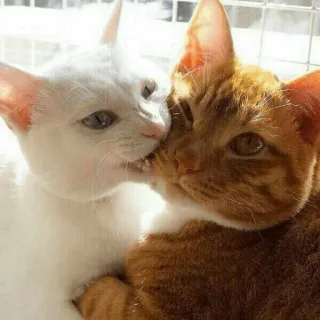 😘 고양이, 동물, 애완동물, 애완동물, 귀여운, 주황색 고양이, 흰 고양이 telegram sticker