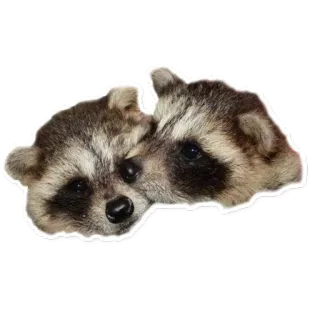 😘 raccoons, animals, cute, wildlife, furry telegram sticker