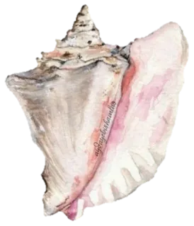 🐚 agdayebishaumlos concha, concha, oceano, praia, aquarela, mar telegram sticker