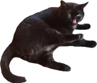 🔥 kucing, kucing hitam, menjilat, hewan, peliharaan, lucu whatsapp sticker