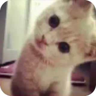 🐱 whatsapp sticker