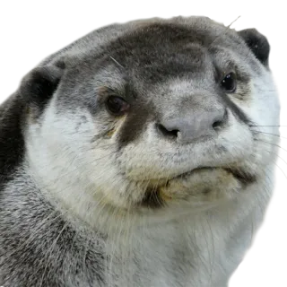 😕 выдра, животное, млекопитающее, дикая природа, милый, калан, портрет telegram sticker