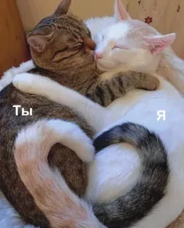 🥺 Ты, Я cats, affectionate, animals, friendship telegram sticker