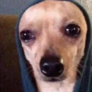 🥺 chien, chihuahua, sweat à capuche, triste, mème telegram sticker