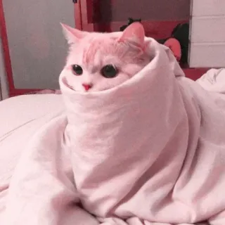 ☁️ kucing, imut, anak kucing, hewan peliharaan, binatang, selimut, nyaman telegram sticker