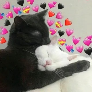 💞 cats, love, hearts, cute, animals, friendship telegram sticker