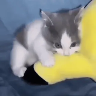 🌟 kätzchen, katze, süß, tier, haustier, spielen, gelb whatsapp sticker