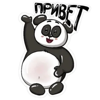 🐱 ПРИВЕТ Panda, Hola, Saludo, Animal, Ruso whatsapp sticker