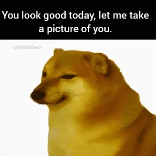 📸 You look good today, let me take a picture of you. Hund, Meme, Kompliment, Lustig telegram sticker
