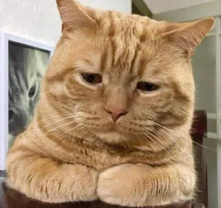 🎃 gato, fofo, animal, animal de estimação, felino, gato doméstico, gato malhado whatsapp sticker